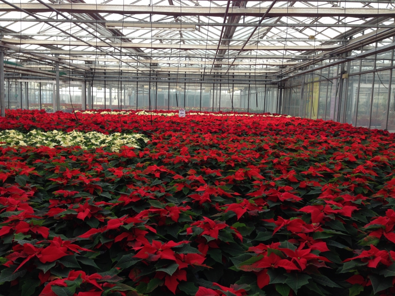 pepiniere-PIERREFEU-min_poinsettia-210023